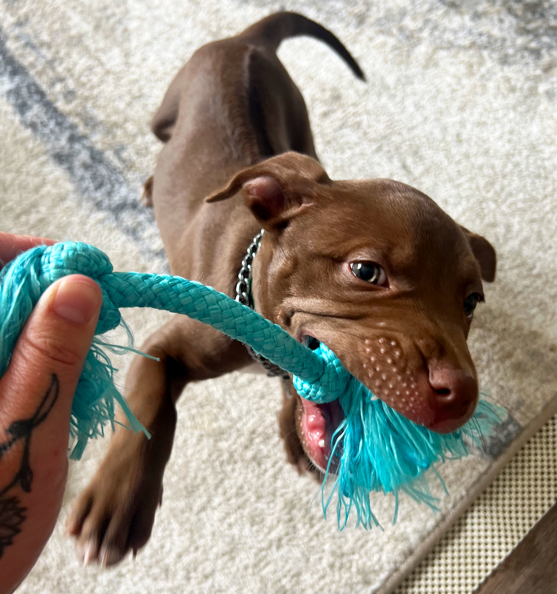 Puppy Training. Mountain Canine Academy.