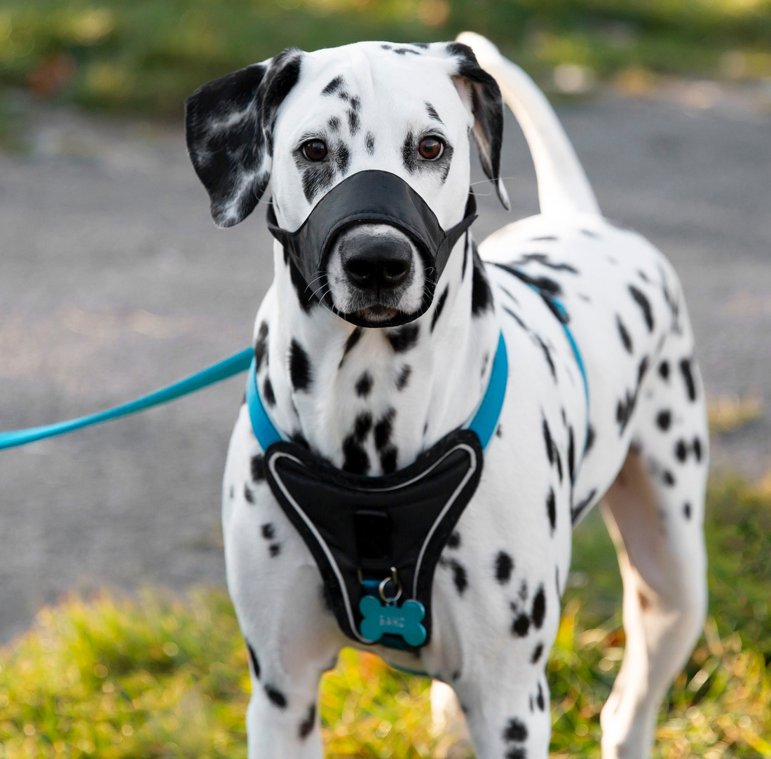 Muzzle Training. Mountain Canine Academy.